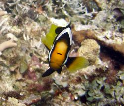Anemone fish in PNG by Jo Watson 